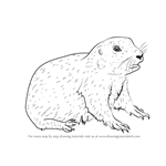 How to Draw a Baby Prairie Dog