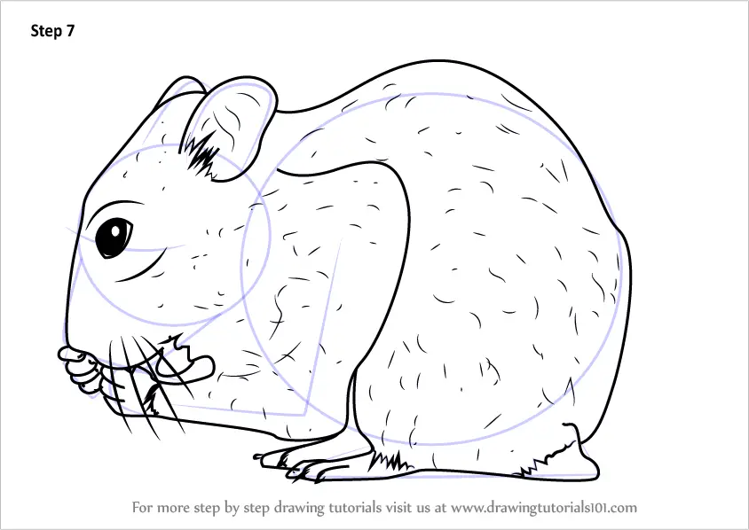 Learn How To Draw A Golden Hamster Rodents Step By Step Drawing Tutorials