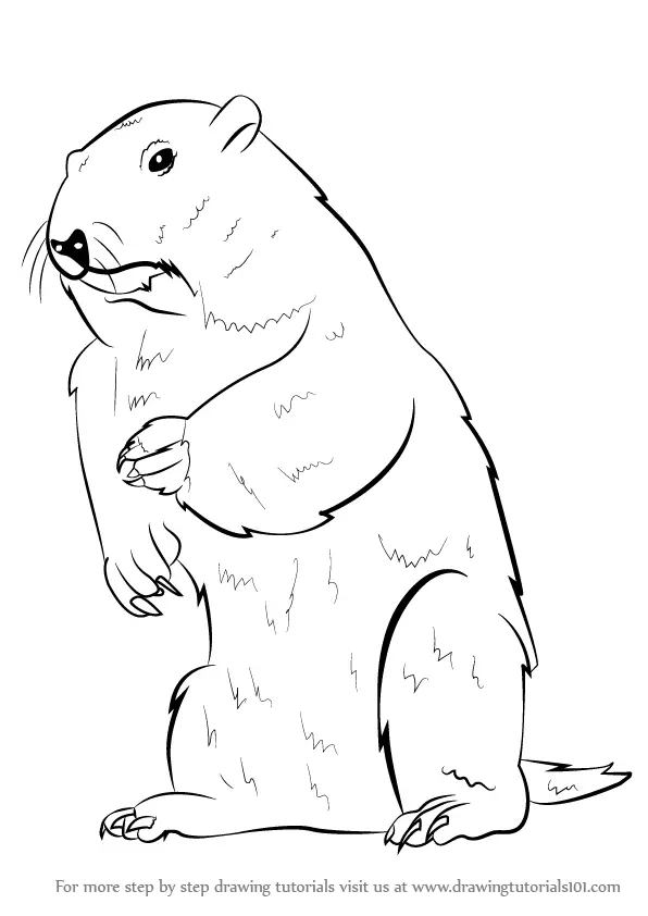 Learn How to Draw a Groundhog (Rodents) Step by Step : Drawing Tutorials