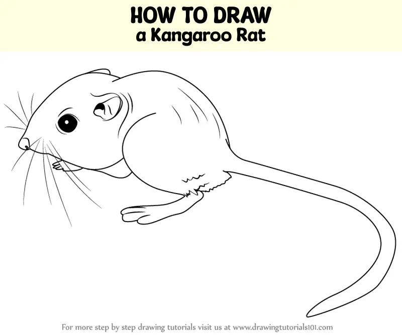 how to draw Kangaroo Rat step 0 og