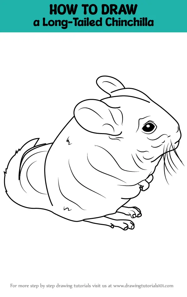 How to Draw a LongTailed Chinchilla (Rodents) Step by Step