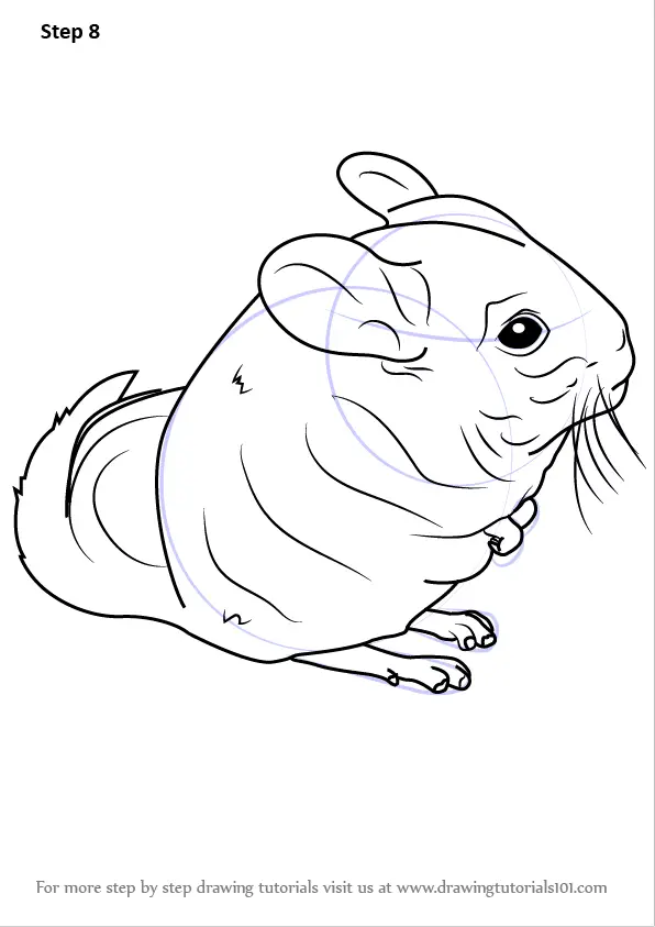 Learn How To Draw A Long Tailed Chinchilla Rodents Step By Step Drawing Tutorials