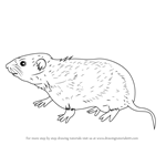 How to Draw a Meadow Vole