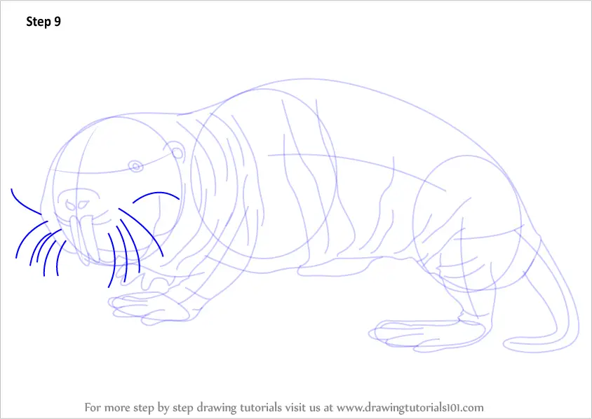Learn How to Draw a Naked Mole Rat (Rodents) Step by Step Drawing