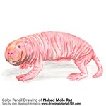 How to Draw a Naked Mole Rat