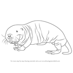 How to Draw a Naked Mole Rat