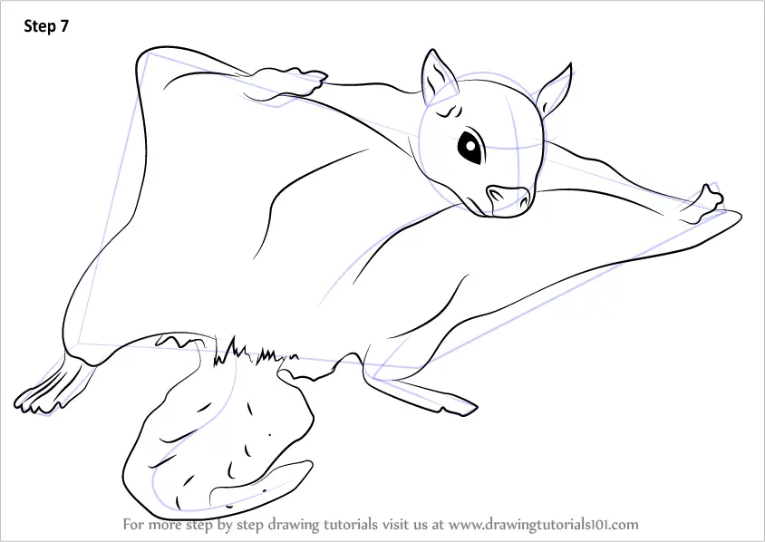 Learn How to Draw a Northern Flying Squirrel (Rodents) Step by Step
