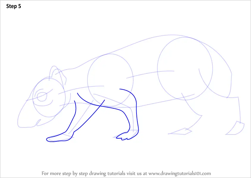 How to Draw a Paca (Rodents) Step by Step | DrawingTutorials101.com