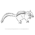 How to Draw a Panamint Chipmunk