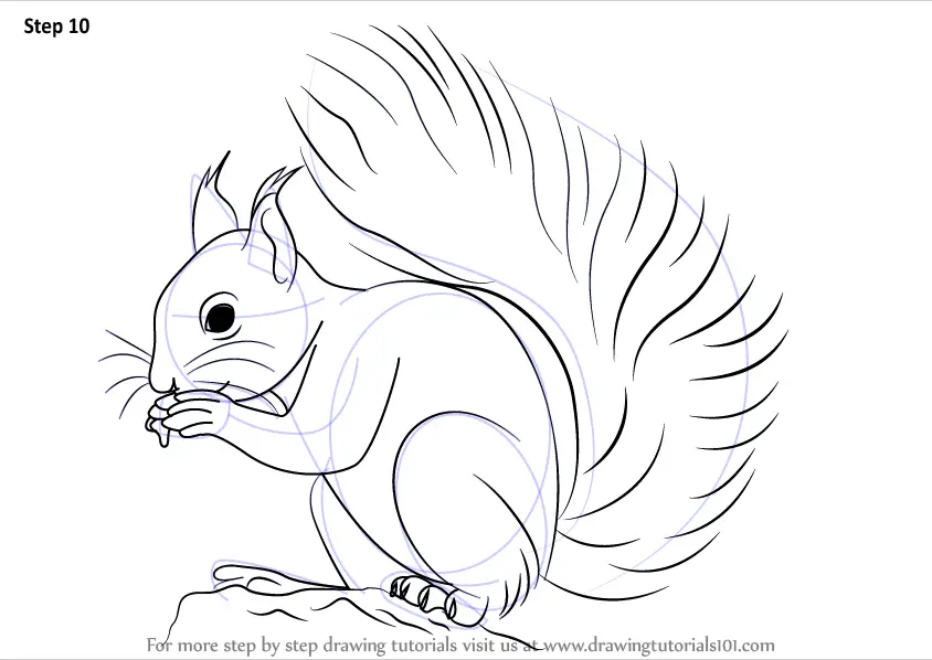 Learn How to Draw a Red Squirrel (Rodents) Step by Step : Drawing Tutorials