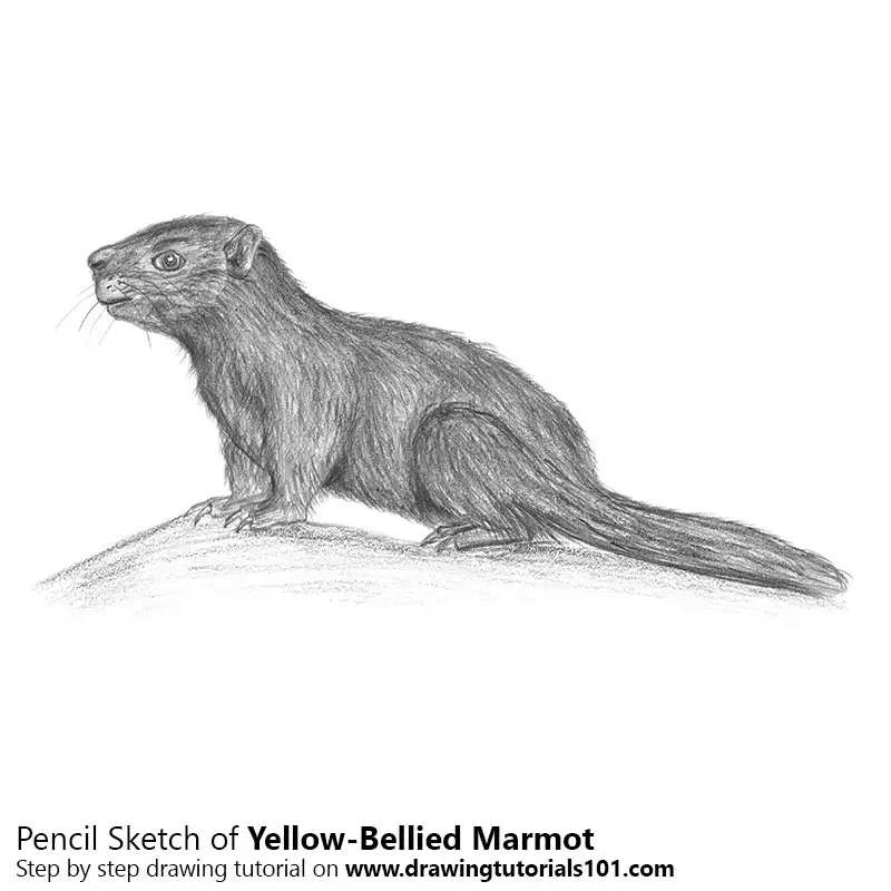 YellowBellied Marmot Pencil Drawing How to Sketch YellowBellied