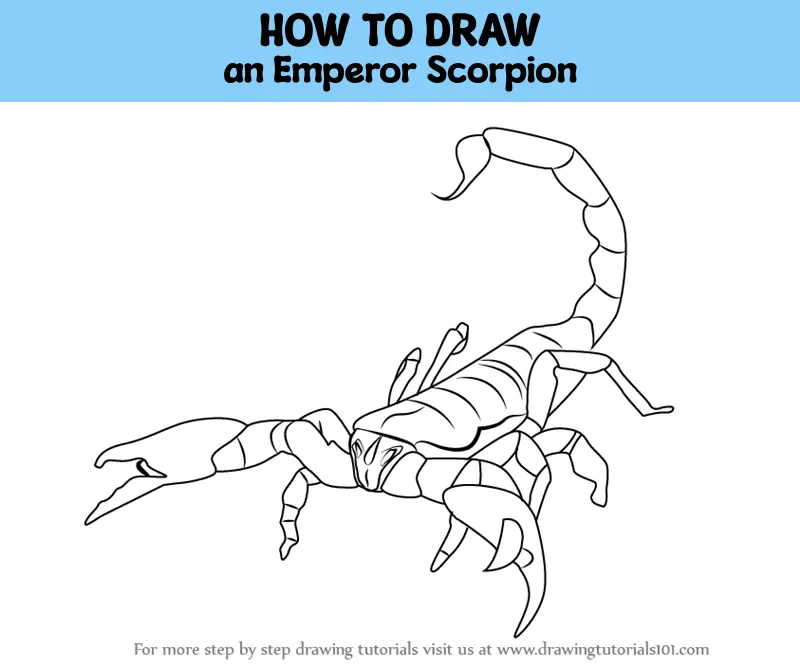 How to Draw a Scorpion | Draw, Drawings, Easy drawings