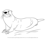 How to Draw an African Clawless Otter