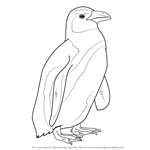 How to Draw an African Penguin