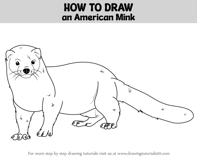 How to Draw an American Mink (Sea Water Animals) Step by Step ...