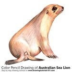 How to Draw an Australian Sea Lion