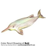 How to Draw a Baiji