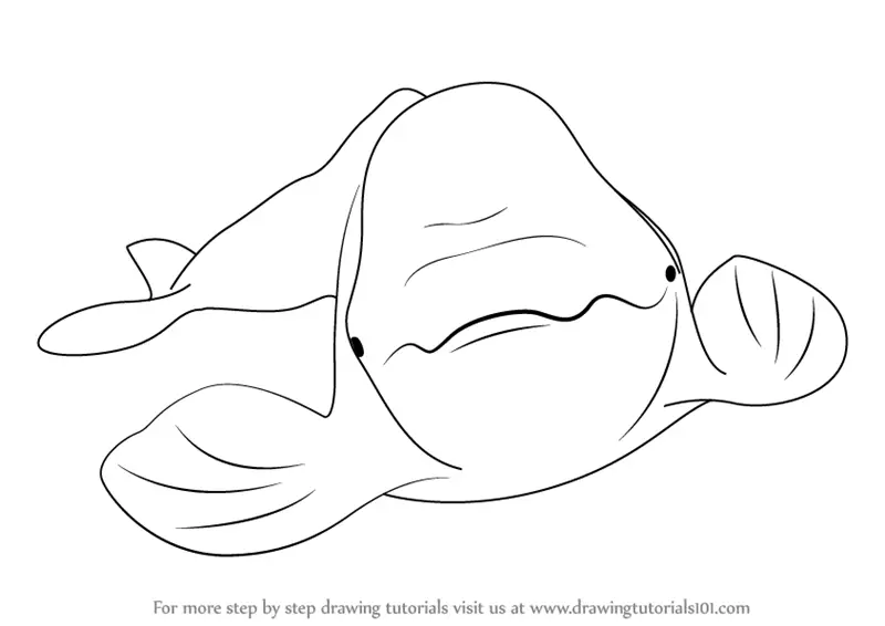 Step by Step How to Draw a Beluga Whale