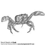 Crab Pencil Sketch