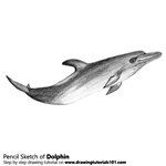 Dolphin Pencil Sketch