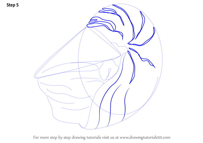 Learn How to Draw a Nautilus (Sea Water Animals) Step by Step : Drawing