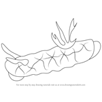 How to Draw a Nudibranch