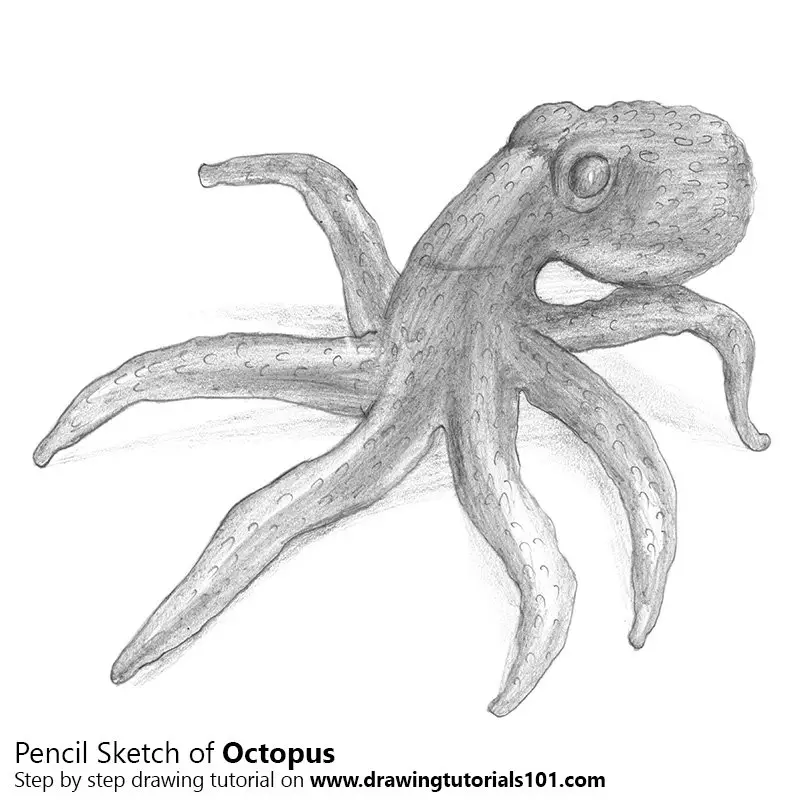 Details more than 79 sketch of octopus best - seven.edu.vn