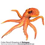 How to Draw a Octopus