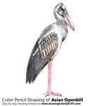 How to Draw an Asian Openbill