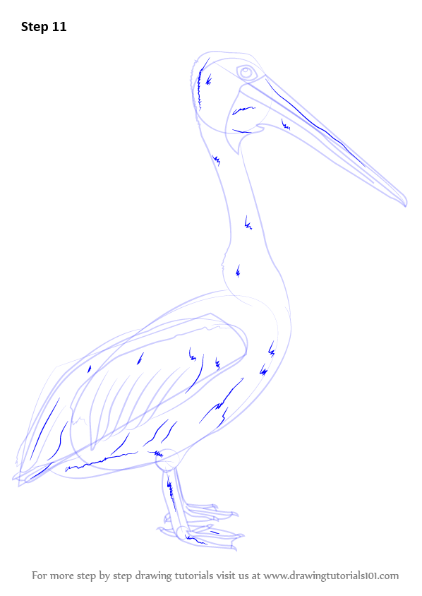 How To Draw An Australian Pelican Seabirds Step By Step