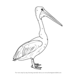 How to Draw an Australian Pelican