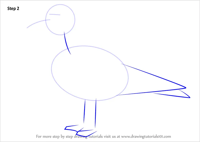 How to Draw a Black-Headed Gull (Seabirds) Step by Step ...