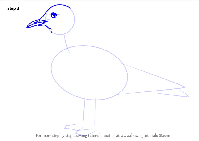 How to Draw a Black-Headed Gull (Seabirds) Step by Step ...