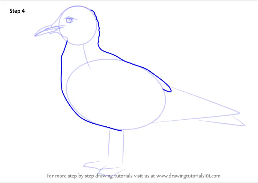 How to Draw a Black-Headed Gull (Seabirds) Step by Step ...