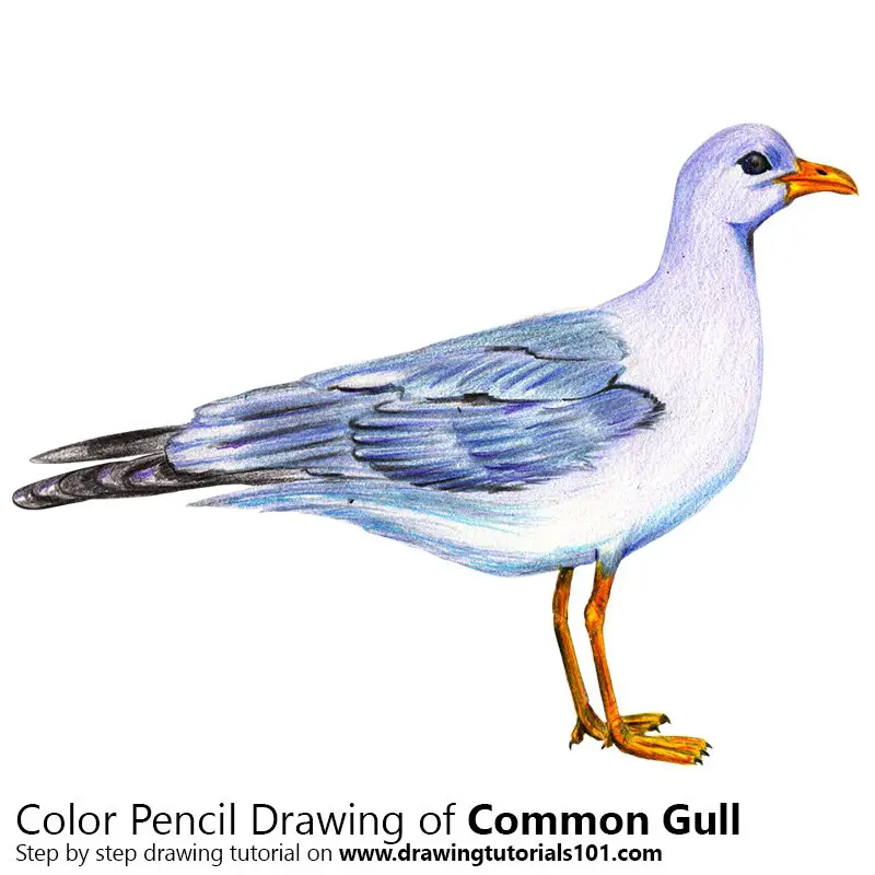 Common Gull Color Pencil Drawing
