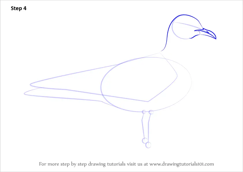 How to Draw a Common Gull (Seabirds) Step by Step | DrawingTutorials101.com