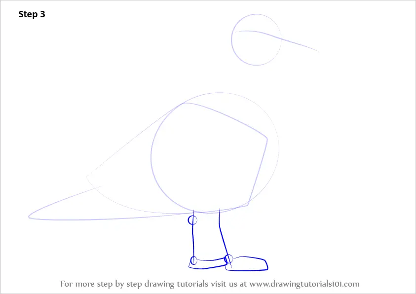 How to Draw a Glaucous Gull (Seabirds) Step by Step ...