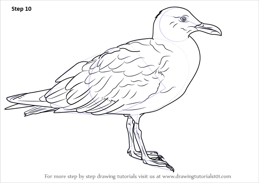 How to Draw a Glaucous-winged gull (Seabirds) Step by Step ...