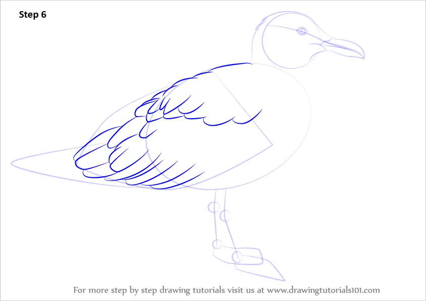 How to Draw a Glaucous-winged gull (Seabirds) Step by Step ...