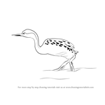 How to Draw a Grebe