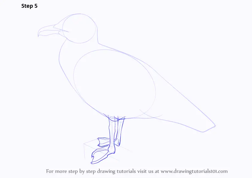 How to Draw a Gull (Seabirds) Step by Step | DrawingTutorials101.com