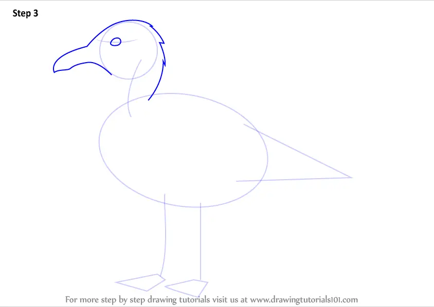 How to Draw a Herring Gull (Seabirds) Step by Step ...