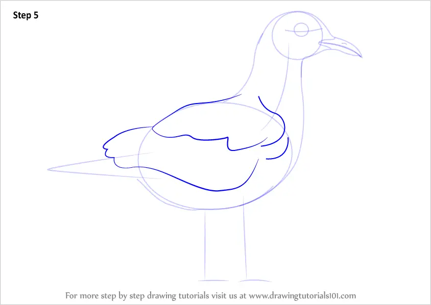 How to Draw a Laughing Gull (Seabirds) Step by Step ...