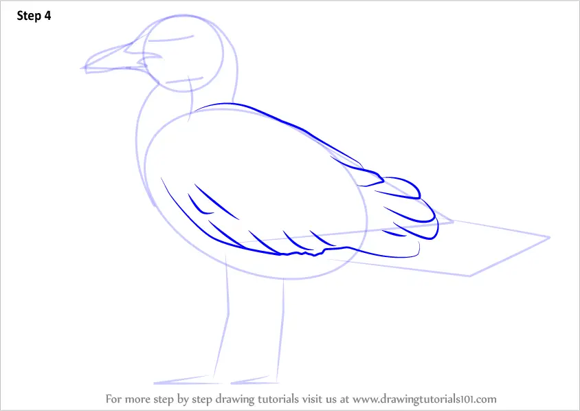 How to Draw a Lesser black-backed gull (Seabirds) Step by Step ...