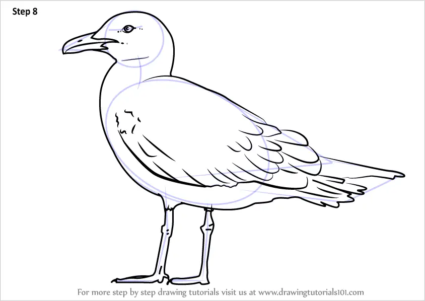 How to Draw a Lesser black-backed gull (Seabirds) Step by Step ...