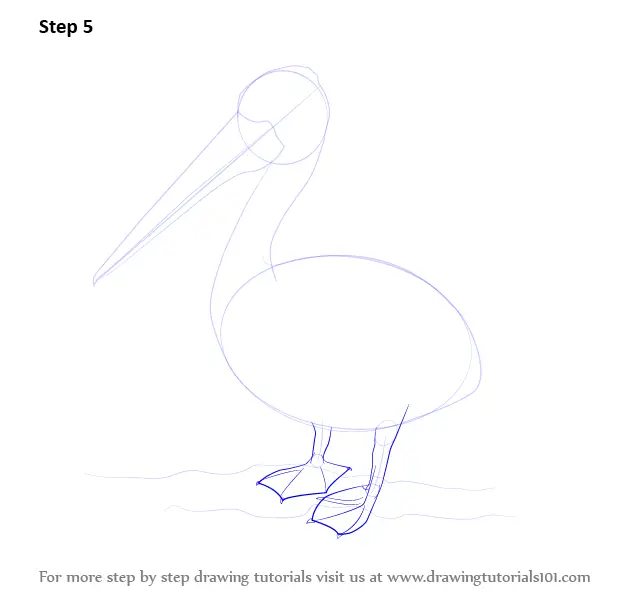 How To Draw A Pelican Seabirds Step By Step Drawingtutorials Com