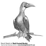 How to Draw a Red-Footed Booby