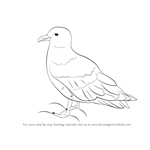 How to Draw a Skua