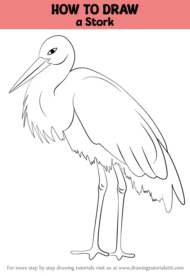 How to Draw a Stork (Seabirds) Step by Step