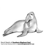 Southern Elephant Seal Pencil Sketch